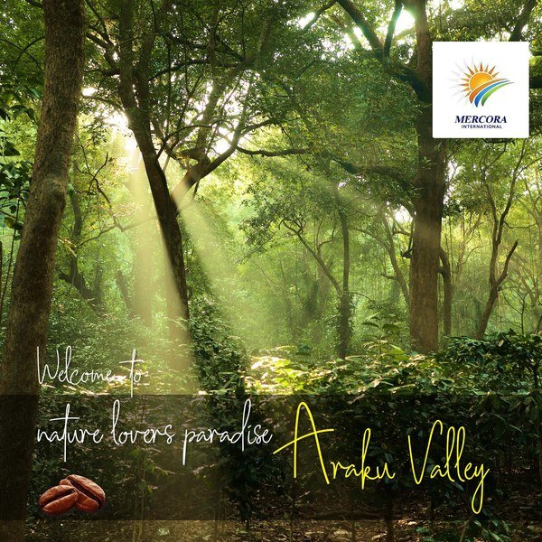 Araku Valley tribal coffee plantation